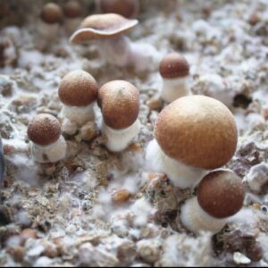 Read more about the article WHAT IS A MUSHROOM?
