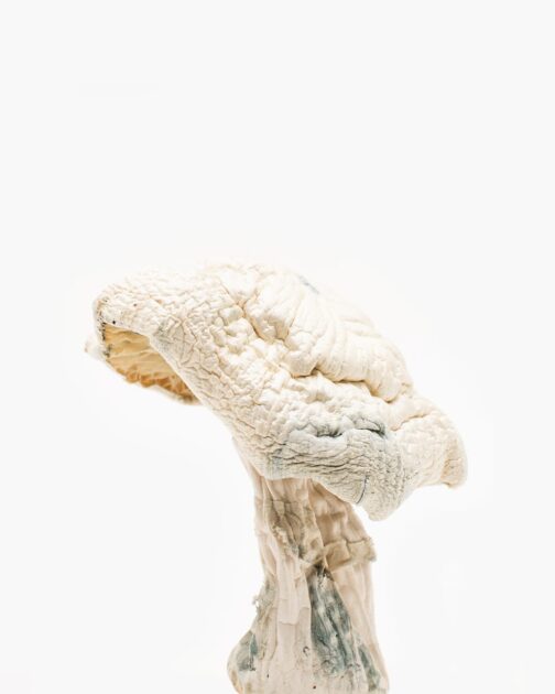 Avery's Albino Magic Mushrooms